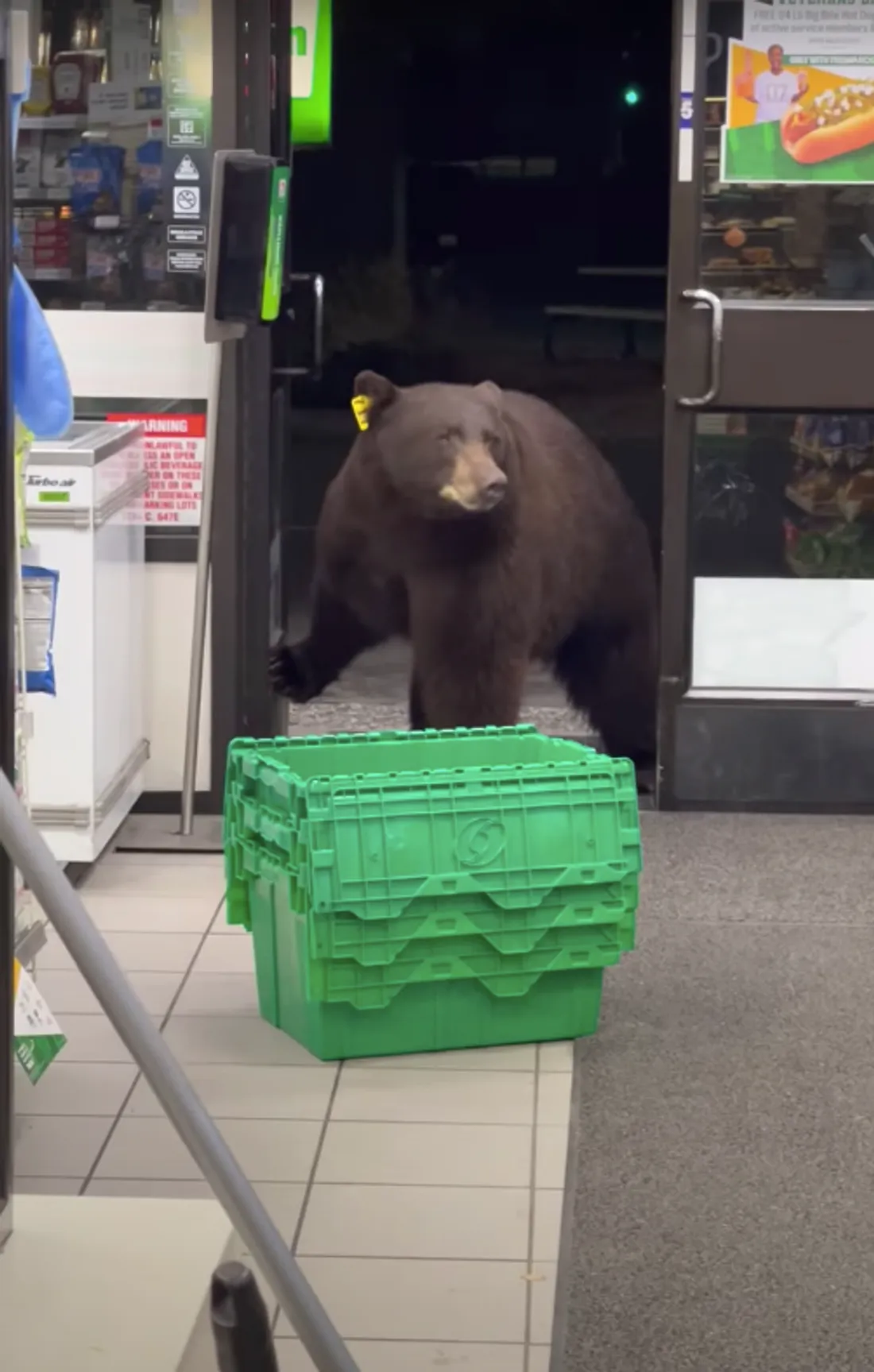 Un ours brun pénètre dans une supérette et fait peur à la propriétaire